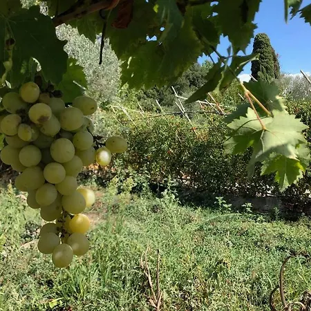 La Vigna Siena