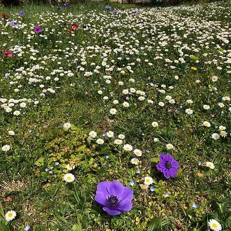 Feriegård La Vigna *