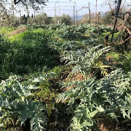 La Vigna