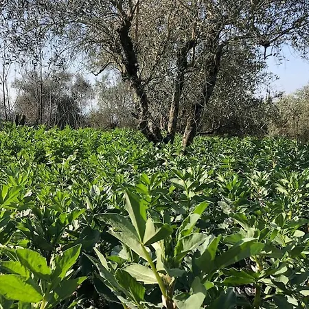 La Vigna *