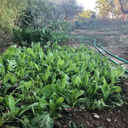 La Vigna