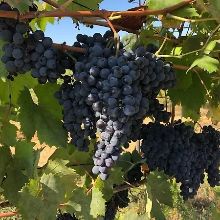 La Vigna Feriegård Siena