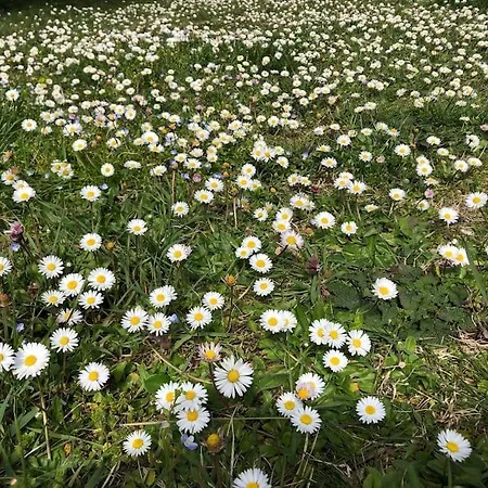 La Vigna Feriegård *