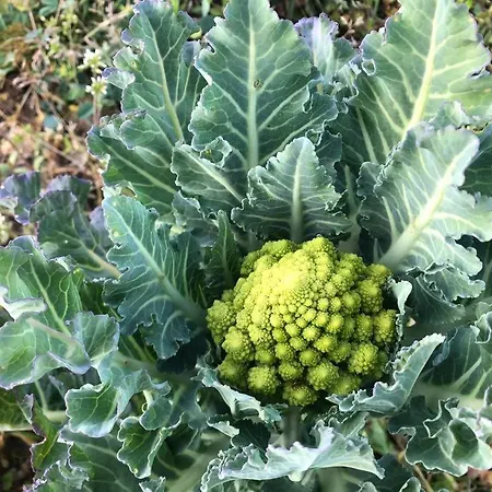 La Vigna *